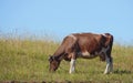 Red cow grazes in the meadow Royalty Free Stock Photo