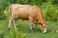 Red cow grazing Royalty Free Stock Photo