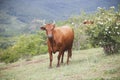 Red cow grazing on a hillside Royalty Free Stock Photo