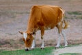 Red cow grazing in the meadow Royalty Free Stock Photo