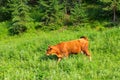 Red cow grazing on a meadow Royalty Free Stock Photo