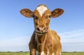 Red cow heifer front view, cute calf face and blue background Royalty Free Stock Photo