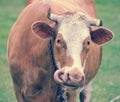 Red cow with horns on a leash