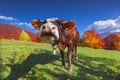 Red cow on pasture in mountains in autumn Royalty Free Stock Photo