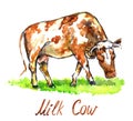 Red cow standing on green meadow, side view hand painted watercolor illustration design element Royalty Free Stock Photo