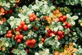 Red Cowberries berries on autumn mountains meadow