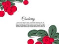 Red cowberries on stem with leaves flat vector icon. Royalty Free Stock Photo