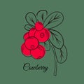 Red cowberries on stem with leaves flat vector icon. Royalty Free Stock Photo