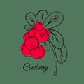 Red cowberries on stem with leaves flat vector icon Royalty Free Stock Photo