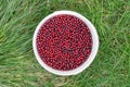 Red cowberry in a white bucket on a green grass Royalty Free Stock Photo