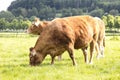 Red cows on a grassy pasture, eaten green grass