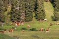 Red cows graze on green meadows in the alps. l Royalty Free Stock Photo