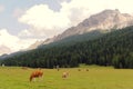 Red cows graze on green meadows in the alps. l Royalty Free Stock Photo