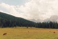 Red cows graze on green meadows in the alps. l Royalty Free Stock Photo