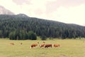 Red cows graze on green meadows in the alps. l Royalty Free Stock Photo