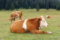 Red cows graze on green meadows in the alps. l Royalty Free Stock Photo