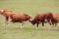 Red cows graze on green meadows in the alps. l Royalty Free Stock Photo