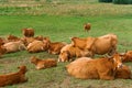 Cows in meadows, red cows on a green pasture Royalty Free Stock Photo