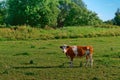 Cows in meadows, red cows on a green pasture Royalty Free Stock Photo