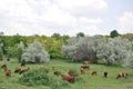 Red cows pasture in summertime Royalty Free Stock Photo