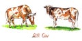 Red cows set grazing and standing on green meadow, side view hand painted watercolor illustration design element Royalty Free Stock Photo