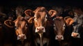 Red cows in a stall on a dairy farm.