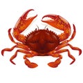 Red crab Royalty Free Stock Photo