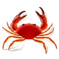 Red Crab Royalty Free Stock Photo