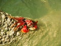 Red Crab Royalty Free Stock Photo