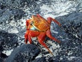 Red Crab Royalty Free Stock Photo