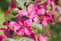 Red Crab apple flowers