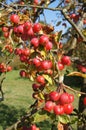 Red Crab Apples Royalty Free Stock Photo