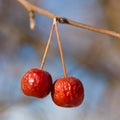 Red crab apples Royalty Free Stock Photo
