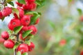 Red Crab Apples Malus sp. Royalty Free Stock Photo