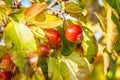 Red crab apples on a tree in autumn Royalty Free Stock Photo
