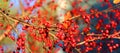 Red crab apples on a tree in fall