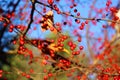 Red crab apples on a tree in fall