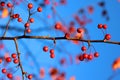 Red crab apples on a tree in fall