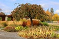 Red crab apples on a tree in fall