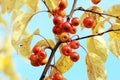 Red crab apples and yellow leaves Royalty Free Stock Photo