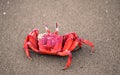 A red crab.