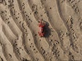 Red Crab in Digha Sea beach Royalty Free Stock Photo
