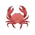 Red crab with big claws. Sea animal. Marine creature. Flat vector element for cafe or restaurant menu Royalty Free Stock Photo