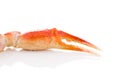 Red crab claws isolated Royalty Free Stock Photo