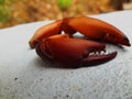 Red crab claws Royalty Free Stock Photo