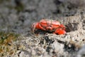 Red crab Royalty Free Stock Photo
