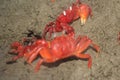 Red Crab in Cox's Bazar Sea beach. Big red crab on the sand. Caribbean crab. Macro Royalty Free Stock Photo