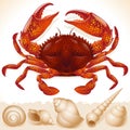 Red crab and few seashell Royalty Free Stock Photo