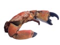 Red crab Royalty Free Stock Photo