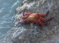 A red crab Grapsus grapsus, over the coast rocks, in Galapagos, Ecuador.